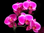purple orchids