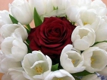 Red Rose and White Tulips