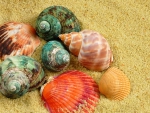 Sea shells