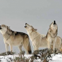Wolves