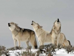 Wolves