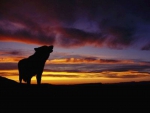 Wolf at Sunset