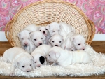 Basket full of puppies