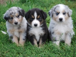 Australian shepherd puppies
