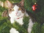 Christmas cat