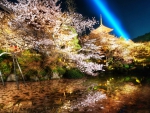 Beautiful cherry blossoms garden in tokyo