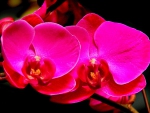 Orchids
