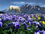 Horse eating among flowers