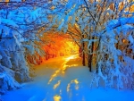 Sunlight Shining Through a Snow Tunnel