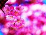 Sakura Cherry Blossom