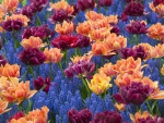 Hyacinths and Double Tulips