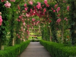 Rose Archway