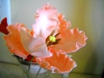 Coral  tulip