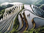 Rice Paddy