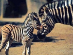 Zebra Mom and her newborn baby