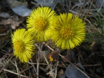 Coltsfoot