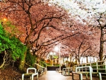 Cherry Blossoms on Burrard Street