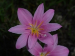 Pink Crocus