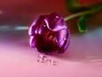Purple Tulip