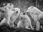 The Rules of the Pack