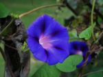 Beautiful Morning Glory