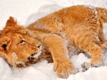LION IN THE SNOW