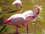 Flamingos