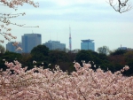 Spring in Tokyo