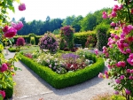 Beautiful Rose Flower garden