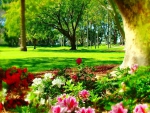 Park in Sydney-spring time