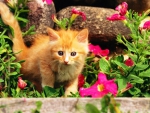 Ginger kitten in flowers