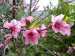 PEACH TREE