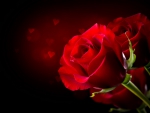 Red rose background
