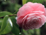 Perfect Pink Rose