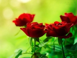 Red roses