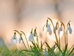 Snowdrops At Night