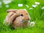 Cute little rabbit