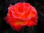 DEWY ROSE