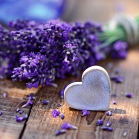 â™¥Lavenderâ™¥