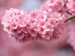 Pink Cherry Flowers