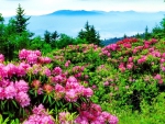 Beautiful pink flowers in mountain