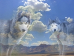 huskys