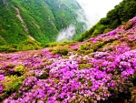 Pink flowers in pink on mountains