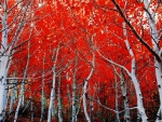 Red trees