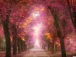Beautiful Pink Park