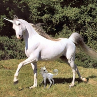 Unicorns