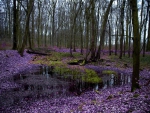 Purple Forest