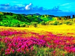 Spring flowers on mountain meadow