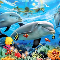 Caribbean underwater world