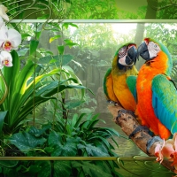 Parrots in the jungle